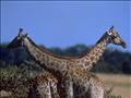 GIRAFE