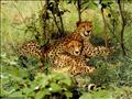 GUEPARD