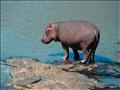 HIPPOPOTAME