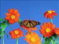PAPILLON