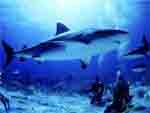 REQUIN