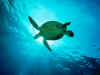 TORTUE