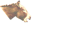 Gifs Animés anes 20
