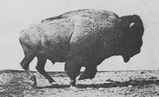 EMOTICON bisons 7