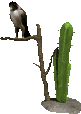 Gifs Animés cactus 21