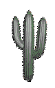 Gifs Animés cactus 29