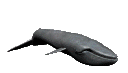 Gifs Animés cetaces 12