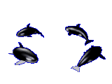 Gifs Animés cetaces 25