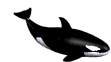 Gifs Animés cetaces 8