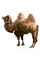 Gifs Animés chameaux 42