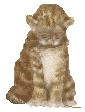 Gifs Animés chats 1502