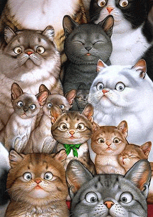Gifs Animés chats 237