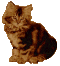 Gifs Animés chats 304