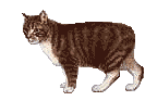 Gifs Animés chats 316