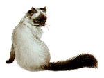 Gifs Animés chats 325