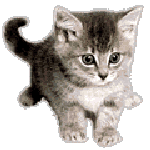 Gifs Animés chats 338