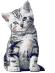Gifs Animés chats 354