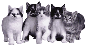 Gifs Animés chats 490