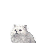 Gifs Animés chats 717