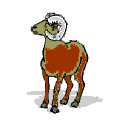 Gifs Animés chevres 9