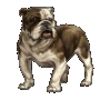 Gifs Animés chiens 219