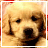 Gifs Animés chiens 244