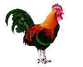 Gifs Animés coq 38