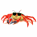 Gifs Animés crabes 7