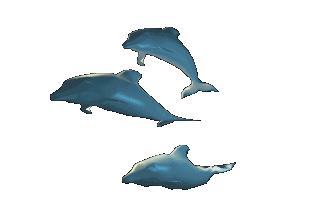 Gifs Animés daufins 89