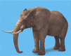 Gifs Animés elephants 105