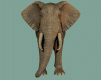 Gifs Animés elephants 106