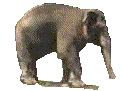 Gifs Animés elephants 137