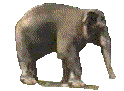Gifs Animés elephants 137