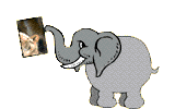 Gifs Animés elephants 161