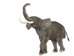 Gifs Animés elephants 194