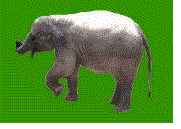 Gifs Animés elephants 242