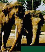 Gifs Animés elephants 350