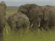 Gifs Animés elephants 57