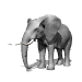 Gifs Animés elephants 81