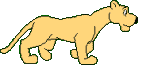 Gifs Animés felins 27