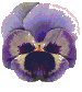 Gifs Animés fleur 110