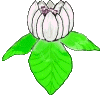Gifs Animés fleur 194