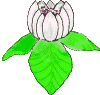 Gifs Animés fleur 55