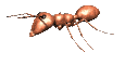 Gifs Animés fourmies 13
