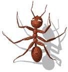 Gifs Animés fourmies 49