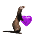 Gifs Animés furets 65