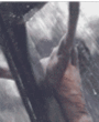 Gifs Animés gesu 5