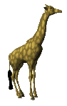 Gifs Animés girafes 5