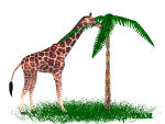 Gifs Animés giraffe 17