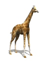 Gifs Animés giraffe 22